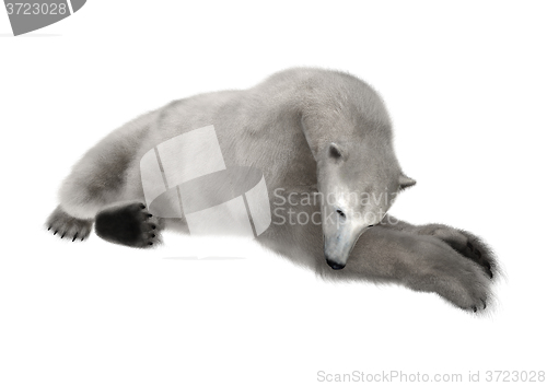 Image of Polar Bear on White