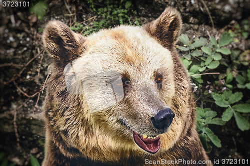 Image of Portrait of the Bear