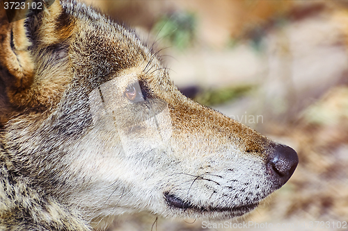 Image of Portrait of The Wolf