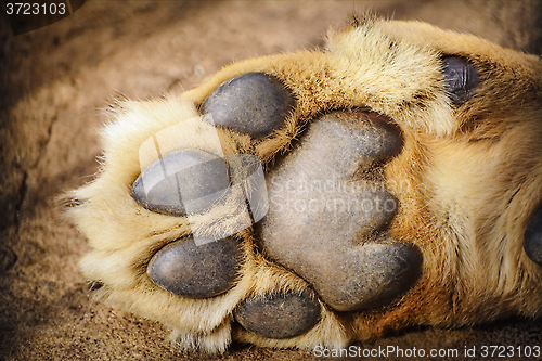 Image of Paw of Lion