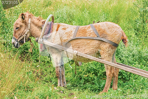 Image of Harnessed  donkey