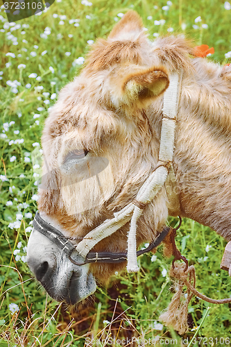 Image of Portrait of Donkey