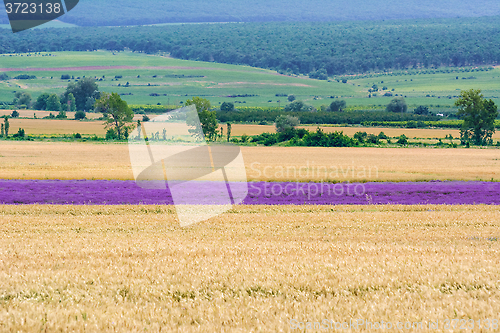 Image of Lavandula River