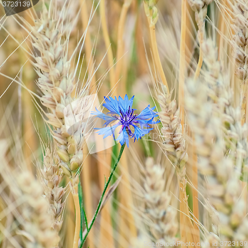 Image of Blue Cornflower