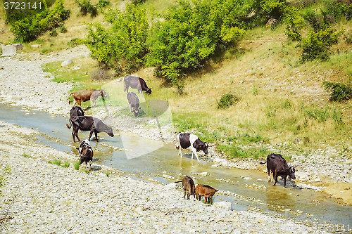 Image of Herd of Cows