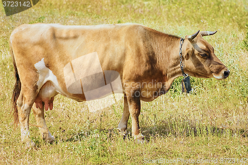 Image of Brown Cow