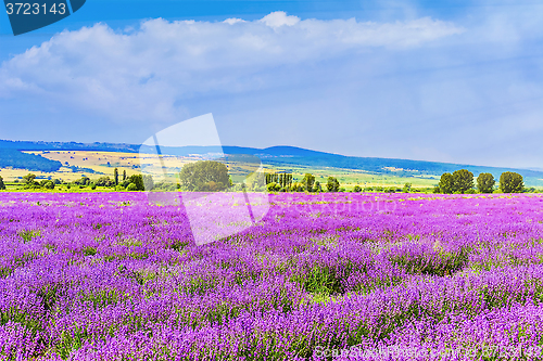 Image of Lavender Field