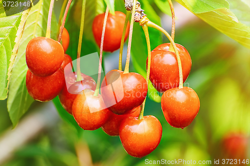 Image of Cherry