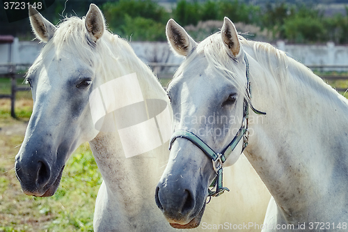 Image of White Horses