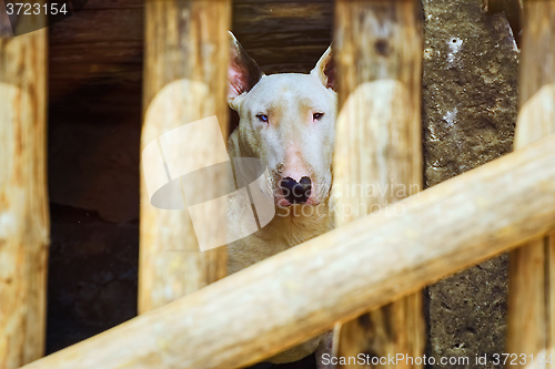 Image of Dog behind the Fence