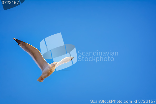 Image of Seagull