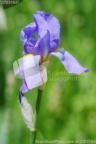 Image of Blue Iris