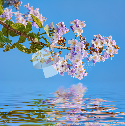 Image of Paulownia Fortunei Flowers