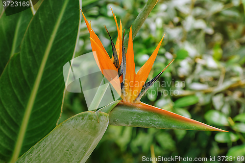 Image of Bird of Paradise Flower