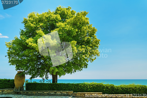 Image of Tree with Lush Foliage 