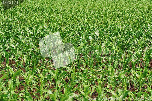 Image of Cornfield