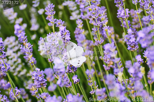 Image of Butterfly