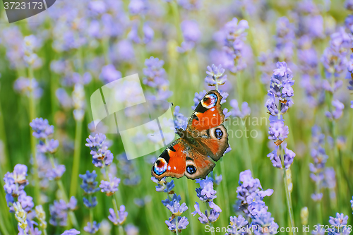 Image of Peacock Butterfly