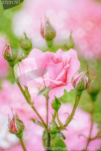Image of Rose