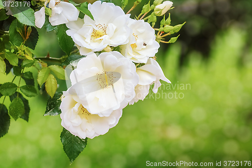 Image of White Roses