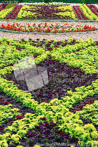 Image of Bed of Flowers