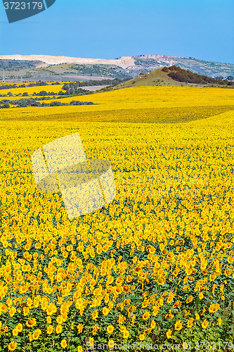 Image of Sunflowers Field