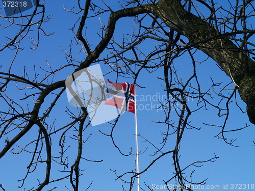Image of flag and branches