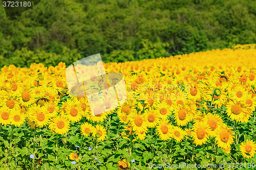 Image of Sunflowers Field