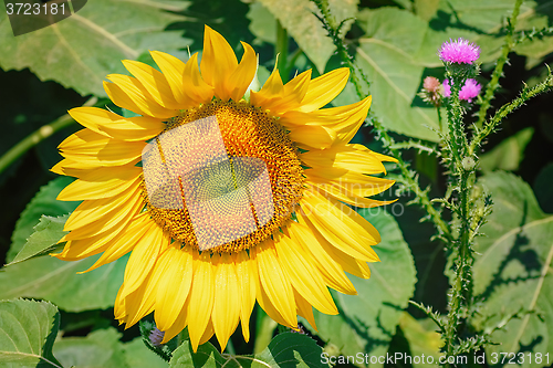 Image of Sunflower and Plumeless Thistles