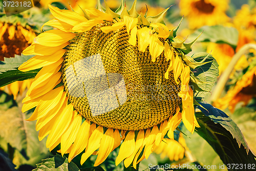 Image of Ripe Sunflower