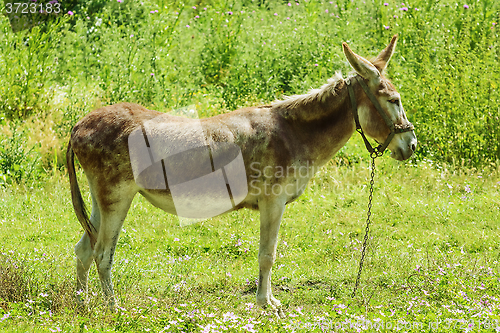 Image of Donkey