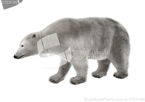 Image of Polar Bear on White