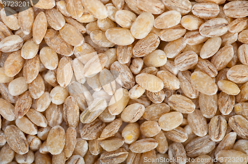 Image of organic wheat grains 