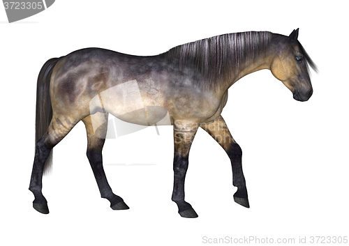 Image of Grulla Horse on White