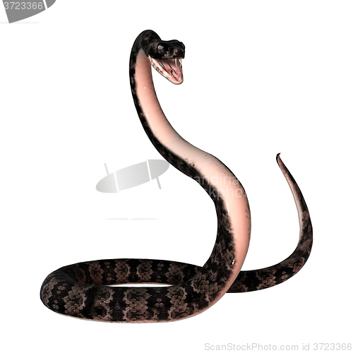 Image of Cottonmouth Snake on White