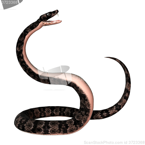 Image of Cottonmouth Snake on White