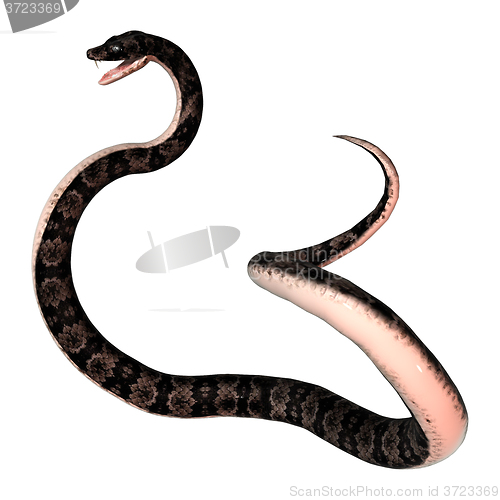 Image of Cottonmouth Snake on White