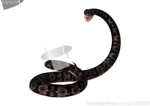 Image of Cottonmouth Snake on White