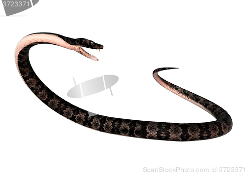 Image of Cottonmouth Snake on White
