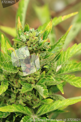 Image of green marijuana plant