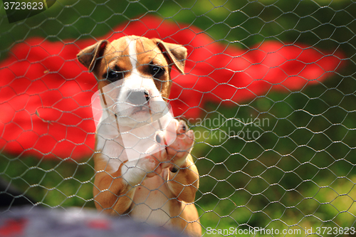 Image of American Pit Bull Terrier