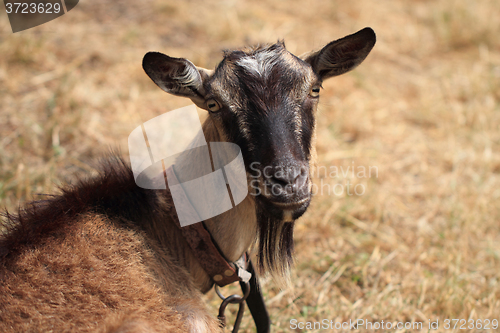 Image of brown goat