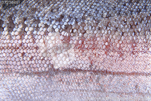 Image of salmon skin texture