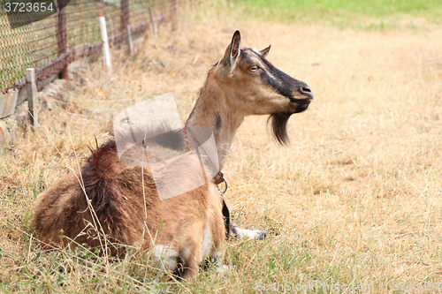 Image of brown goat