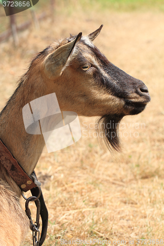 Image of brown goat