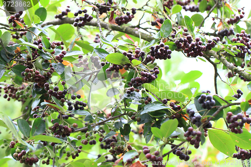 Image of chokeberries tree