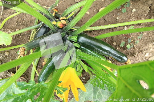 Image of zucchini plant 