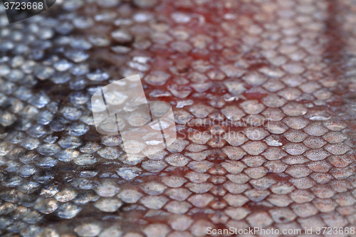Image of salmon skin texture