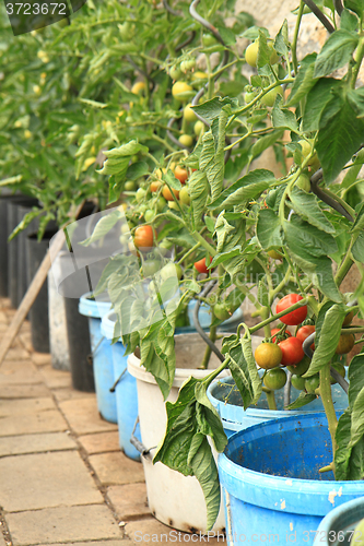 Image of tomatoes plants
