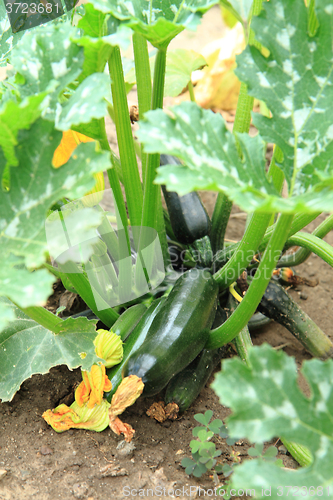 Image of zucchini plant 